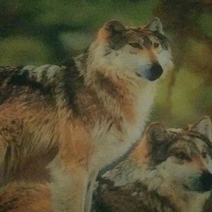 Meet your Posher, Wanda